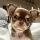 チワワ(ロング)