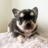 チワワ(スムース)