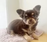 チワワ(ロング)【千葉県・女の子・2025年6月12日・チョコタン】の写真3