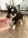 チワワ(スムース)【千葉県・男の子・2025年9月16日・ブラックタン&ホワイト】の写真7