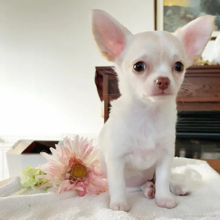 ID:2206-01411の子犬