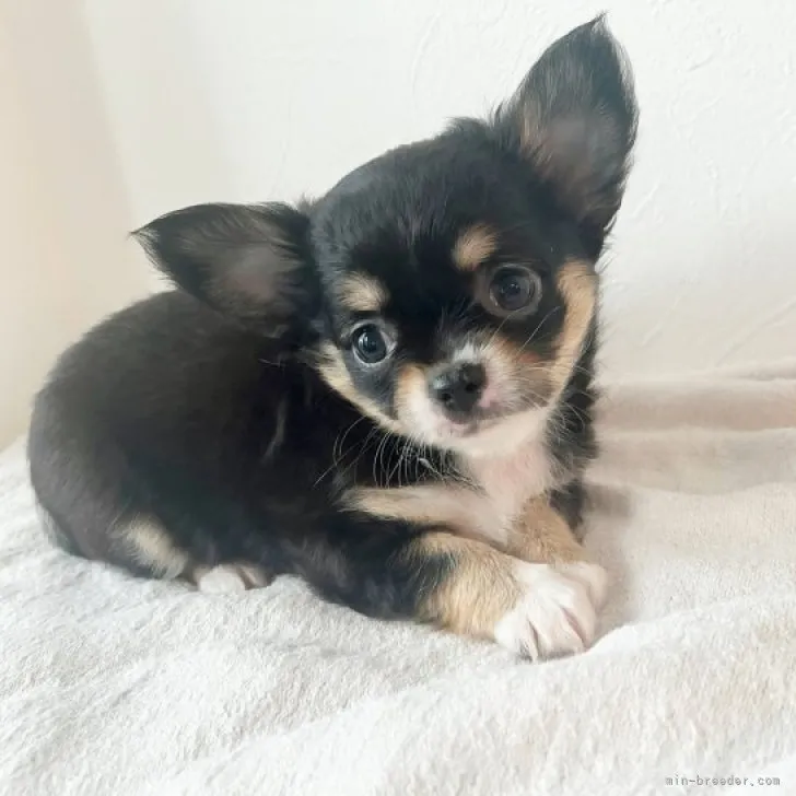 ID:2309-05126の子犬