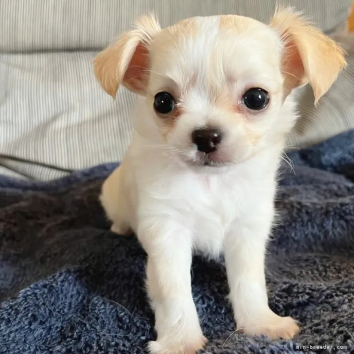 ID:2212-04737の子犬