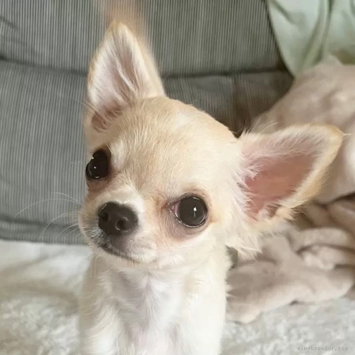 M.A 様のお迎えした子犬