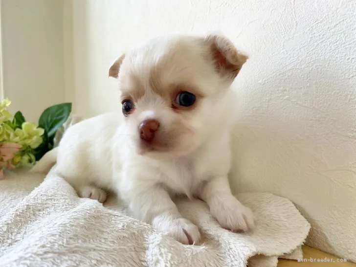 チワワ(ロング)【千葉県・女の子・2020年3月26日・ホワイト&amp;クリーム】の写真1「4/29撮影♪」