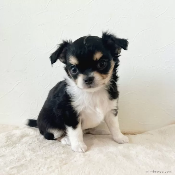 ID：2405-02506の子犬