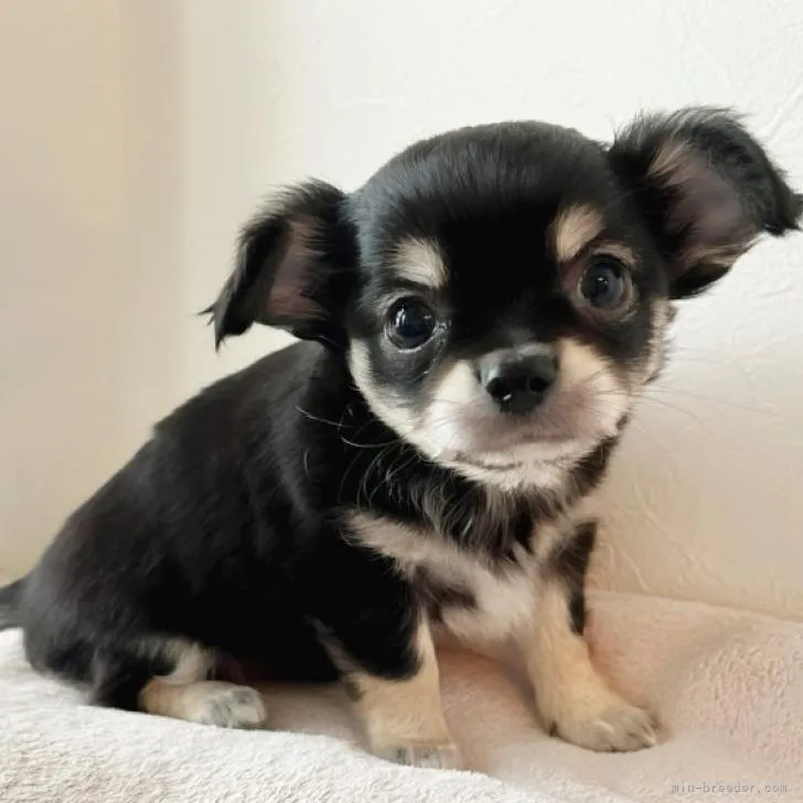 ID:2207-02444の子犬
