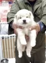 柴犬(標準サイズ)【和歌山県・男の子・2025年6月23日・白】の写真3
