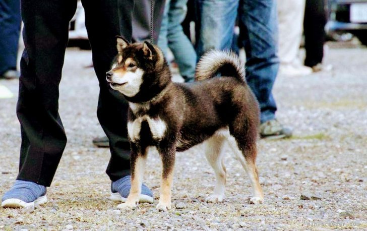 柴犬【・女の子・2022年10月5日・黒】