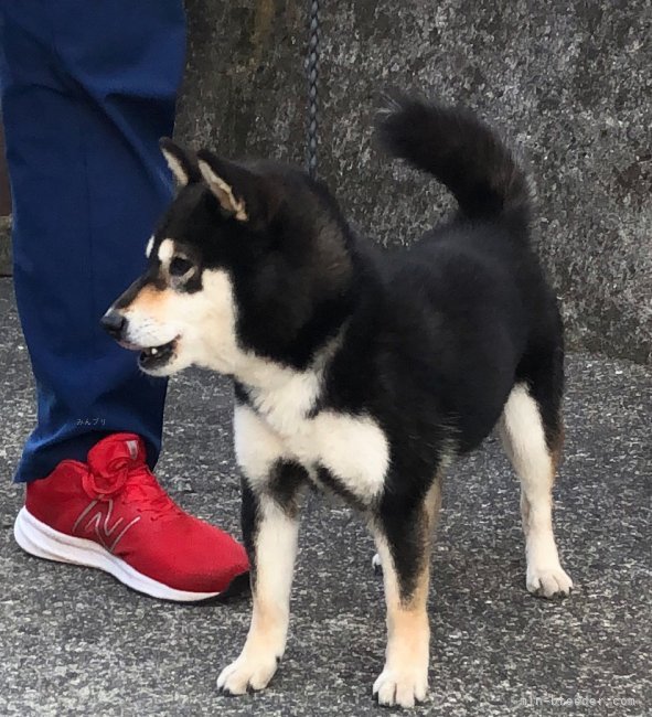 豆柴【・女の子・2023年4月17日・黒】