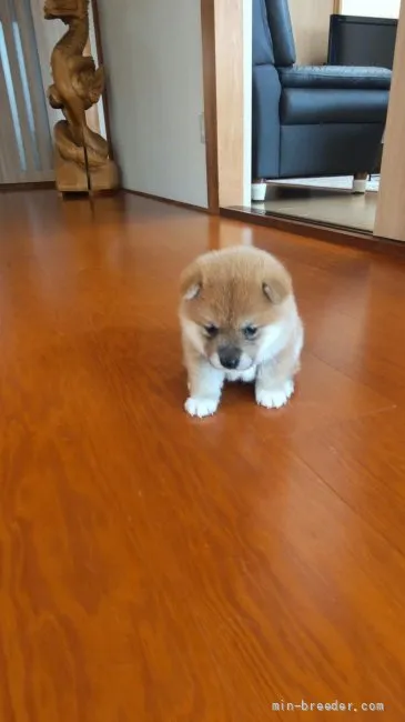 ID：2204-00510の子犬