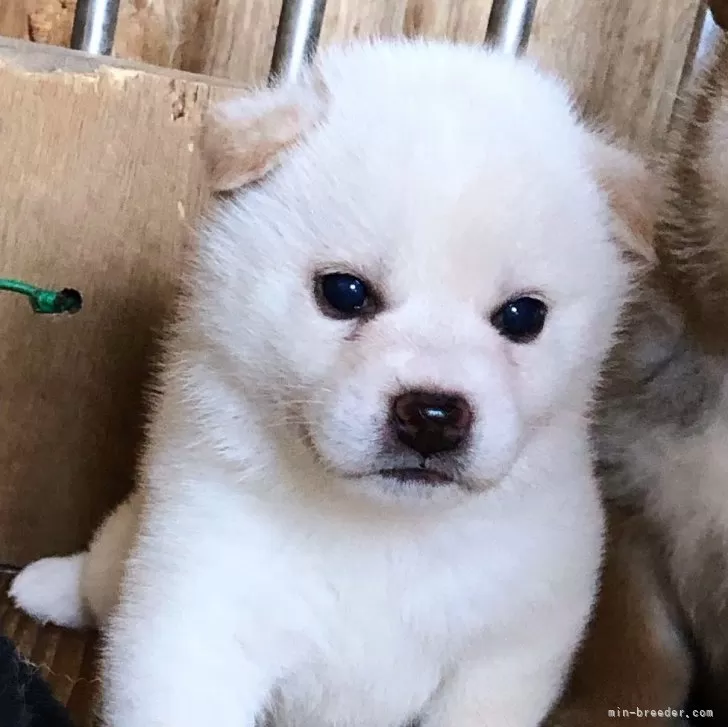 ID:2407-06555の子犬