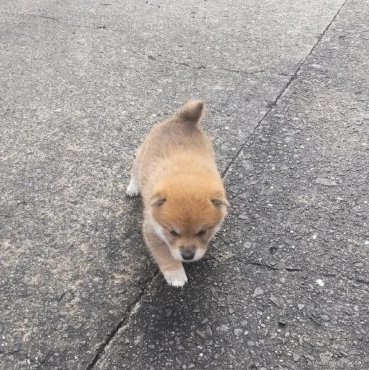 ID：2211-03170の子犬