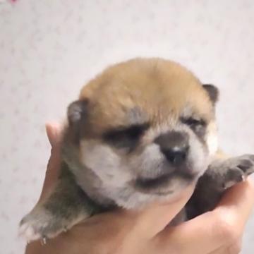 柴犬(豆柴)【和歌山県・女の子・2022年10月26日・赤色】の写真「スーパーレッドの女の子犬ちゃん」