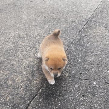 柴犬(豆柴)【和歌山県・女の子・2022年10月26日・赤色】の写真「スーパーレッドの子犬」