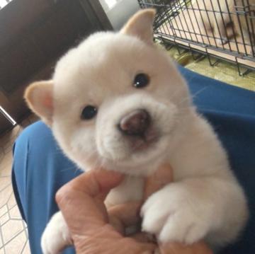 柴犬(豆柴)【和歌山県・男の子・2022年11月11日・白色】の写真「先祖代々４代祖豆柴認定犬血統書内系統全豆柴犬です。」