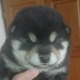 豆柴【和歌山県・女の子・2023年4月17日・黒】の写真1「黒豆柴子犬ちゃんでは超最高レベル観て判る本格的豆柴犬子犬です‼️」