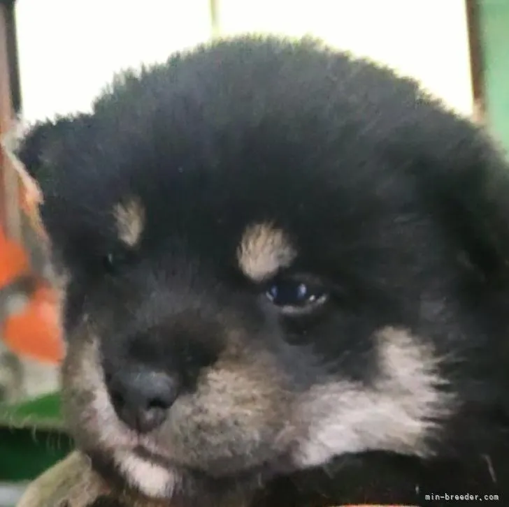 ID：2210-03055の子犬