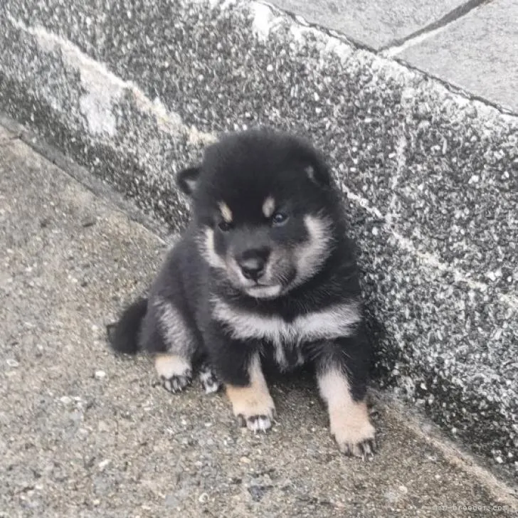 ID：2209-02732の子犬