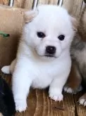 柴犬(標準サイズ)【和歌山県・女の子・2024年6月24日・白色】の写真2