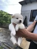 柴犬(標準サイズ)【和歌山県・女の子・2024年6月24日・白色】の写真4