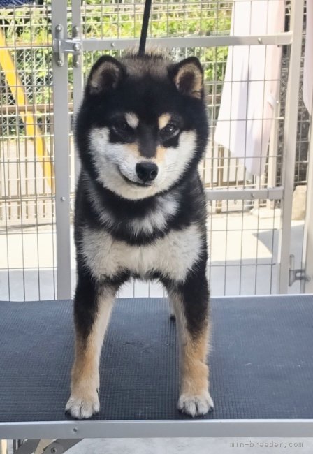 柴犬【・男の子・2019年10月17日・黒】