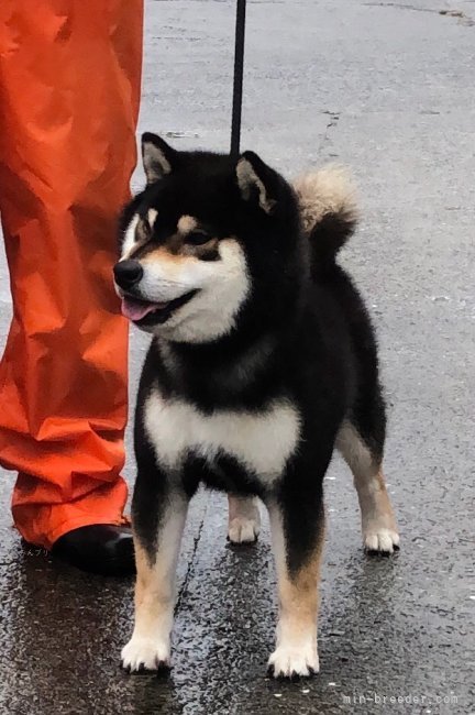 豆柴 dog_img_6_475a227927b5.jpg