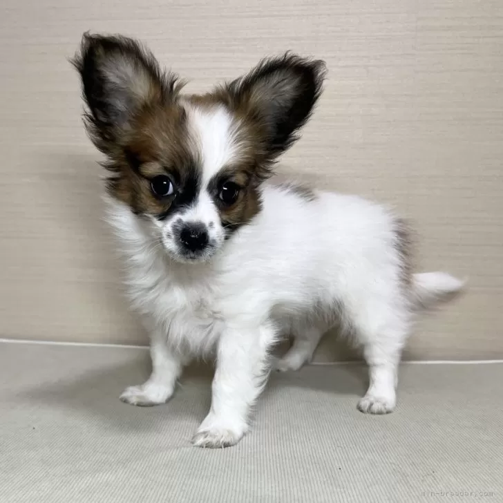 ID:2501-01746の子犬