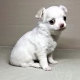 チワワ(ロング)