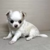 チワワ(ロング)