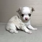 チワワ(ロング)【茨城県・女の子・2025年10月25日・クリーム&ホワイト】の写真2