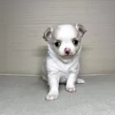 チワワ(ロング)【茨城県・女の子・2025年10月25日・クリーム&ホワイト】の写真3