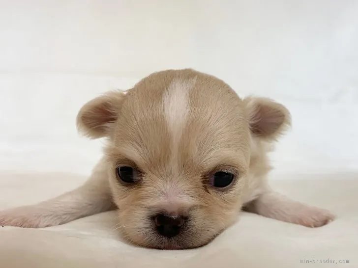 きなこ 様のお迎えした子犬