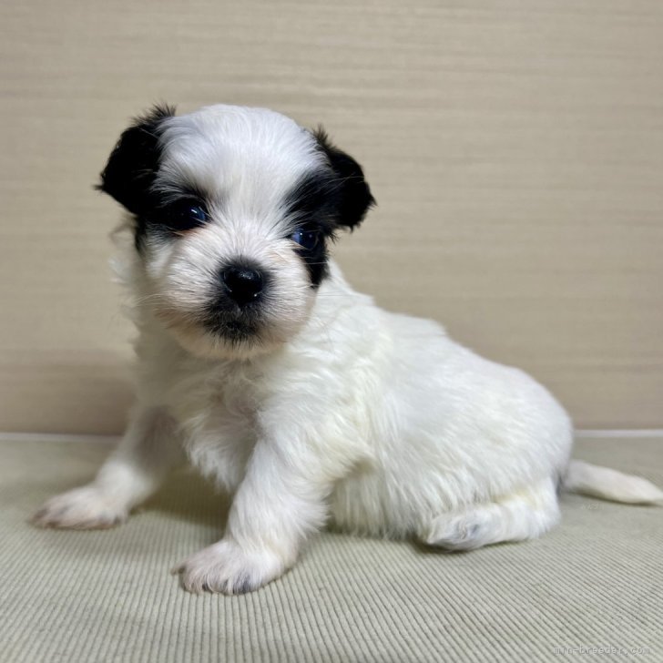 dog_img_1_dbaa8c615f90.jpg