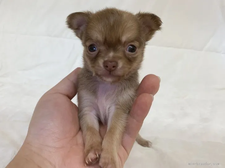 ID：1911-00634の子犬