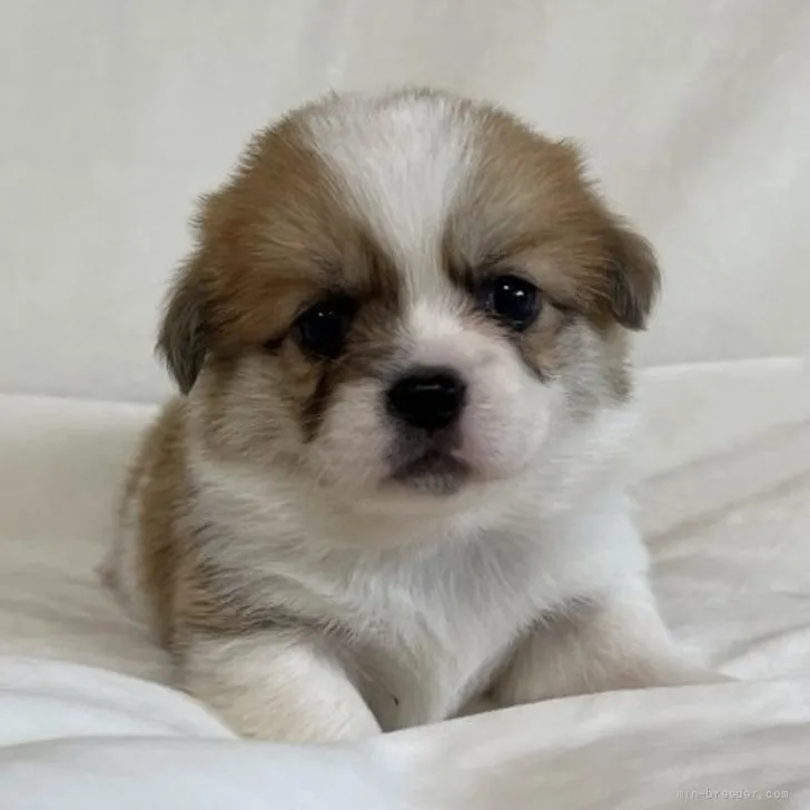 ID：2206-00507の子犬