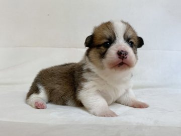 ウェルシュ・コーギー・ペンブローク【茨城県・男の子・2019年11月10日・セーブル&ホワイト】の写真「父親DM遺伝子検査クリア」