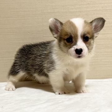 ウェルシュ・コーギー・ペンブローク【茨城県・男の子・2022年8月28日・セーブル&ホワイト】の写真「両親DM遺伝子クリアです。」