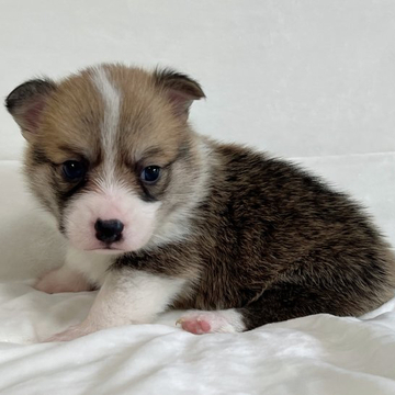 ウェルシュ・コーギー・ペンブローク【茨城県・男の子・2022年4月18日・セーブル&ホワイト】の写真「両親DM遺伝子クリアです。」