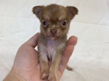チワワ(ロング)【茨城県・男の子・2019年10月4日・チョコフォーン】の写真「かなり小さいです。」