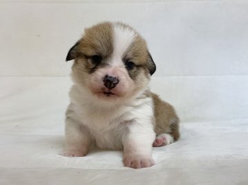 ウェルシュ・コーギー・ペンブローク【茨城県・男の子・2019年11月10日・セーブル&ホワイト】の写真「父親DM遺伝子検査クリア」