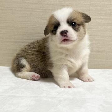 ウェルシュ・コーギー・ペンブローク【茨城県・女の子・2022年8月28日・セーブル&ホワイト】の写真「両親DM遺伝子クリアです。」