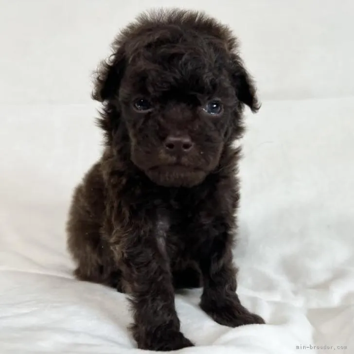 ID:2209-01414の子犬