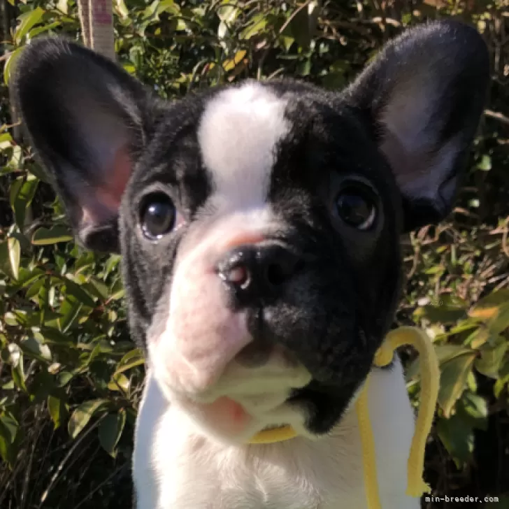 A.T 様のお迎えした子犬