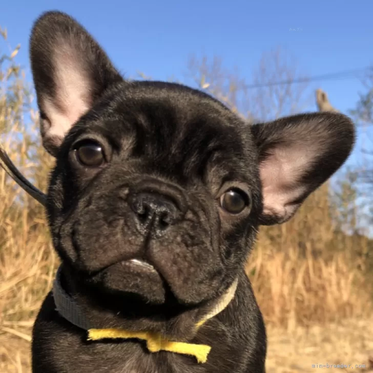 M.S 様のお迎えした子犬