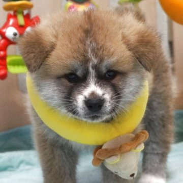 秋田犬【静岡県・男の子・2025年2月19日・赤】の写真「表情豊かな頭の良い子です」