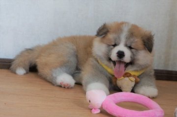 秋田犬【静岡県・男の子・2019年6月25日・長毛の赤毛】の写真「超モフモフ！　元気いっぱい！　甘えん坊！　」