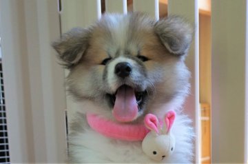 秋田犬【静岡県・女の子・2021年2月24日・赤毛(長毛)】の写真「甘えん坊の女の子」