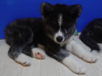 秋田犬【静岡県・女の子・2021年1月13日・虎毛】の写真「やんちゃな女の子」