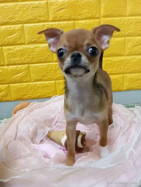 チワワ(スムース)【千葉県・男の子・2025年2月28日・レッド★】の写真5